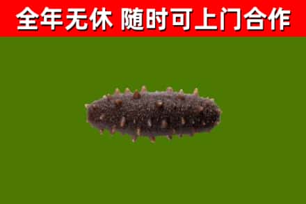 伊春烟酒回收干海参.jpg